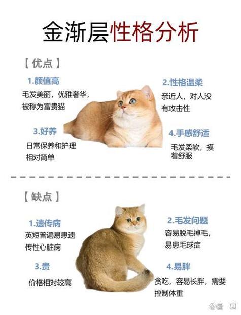 金渐层猫咪特点缩略图