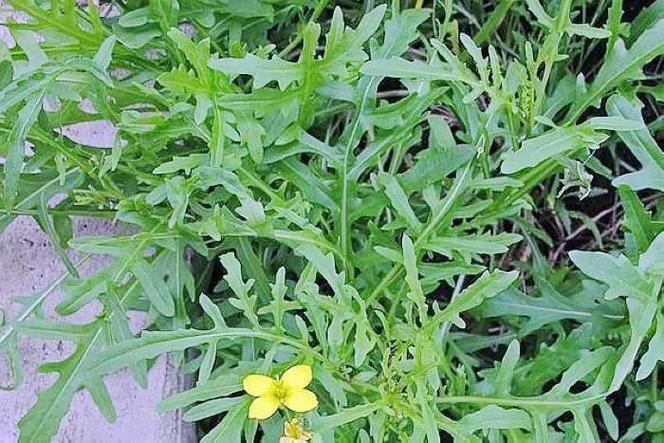 芝麻菜缩略图