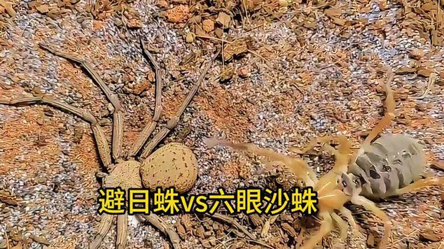 螳螂vs六眼沙蛛缩略图