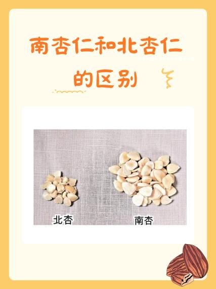 杏仁和北杏仁有什么不同缩略图