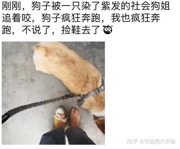 遛狗说说朋友圈缩略图