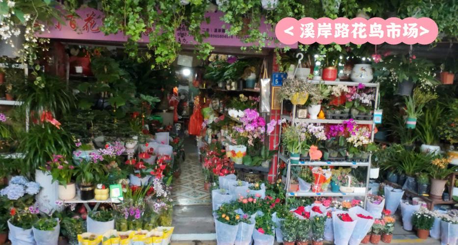 花鸟市场在哪里图标