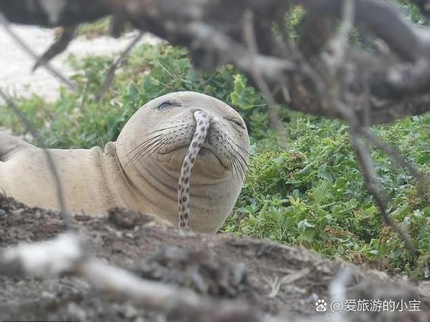 野生鳗鱼发圈文案广告游戏截图