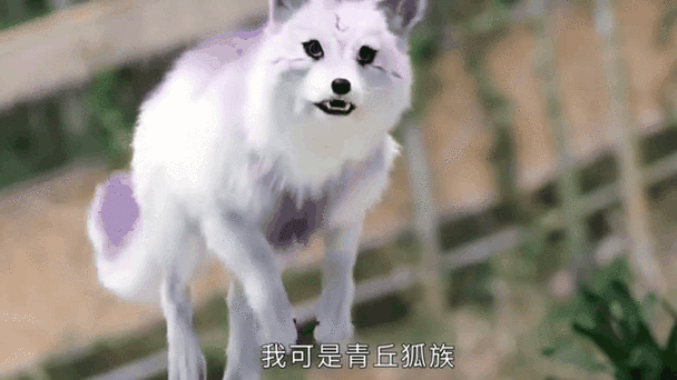 小狐狸视频无限观看破解版缩略图