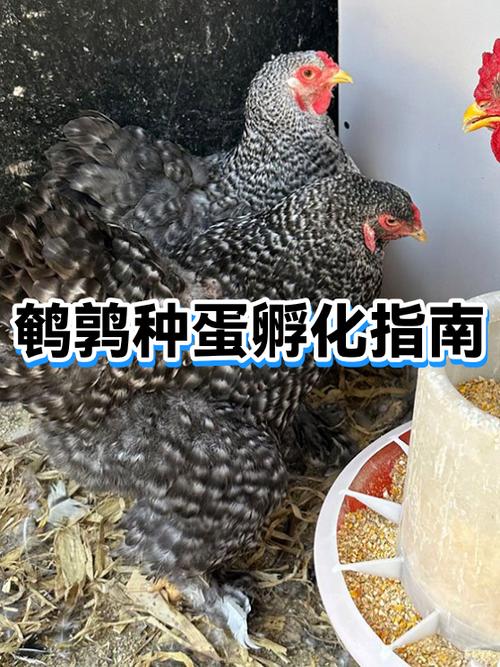 鹌鹑种蛋怎么挑公母蛋缩略图