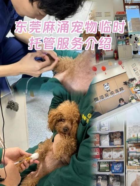 宠物托管一般多少钱游戏截图