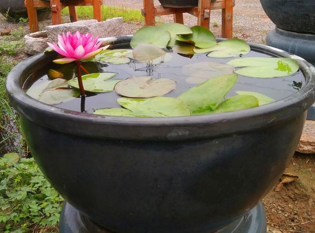荷花缸水浑浊怎么变清缩略图