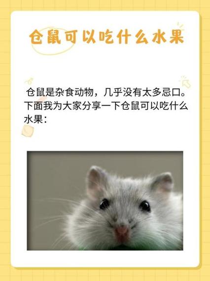 仓鼠最爱吃的6种水果缩略图