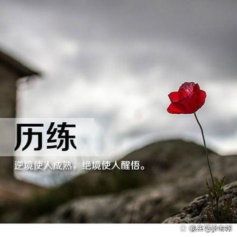 人生感悟最佳金句缩略图