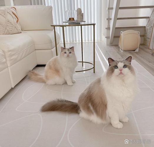 和布偶类似的猫叫什么缩略图
