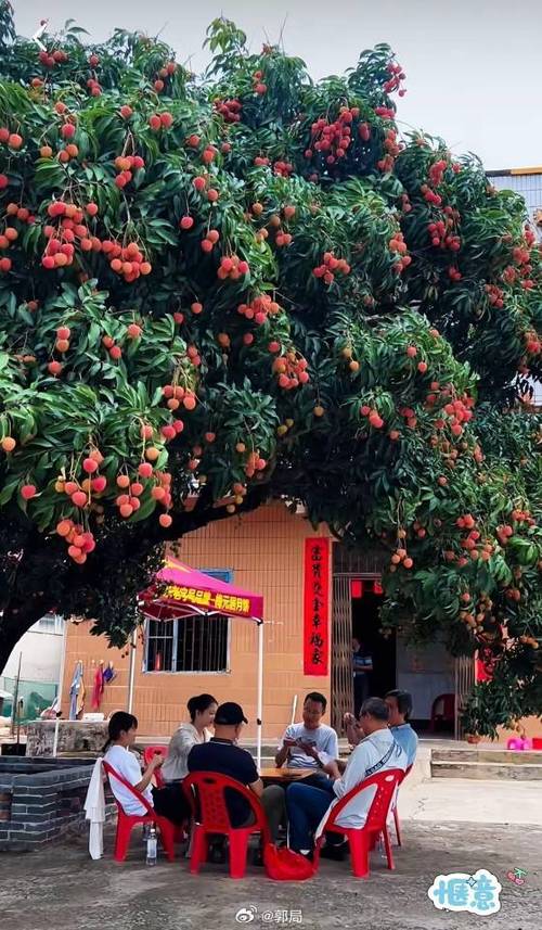 荔枝树是什么样的缩略图