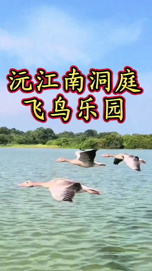 飞鸟乐园门票游戏截图