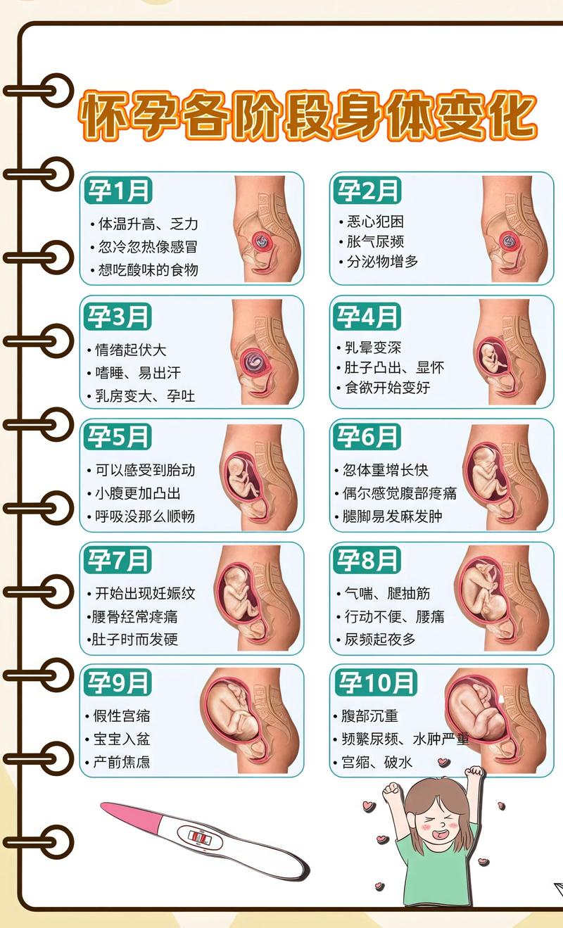 怀孕大肚子变化图缩略图
