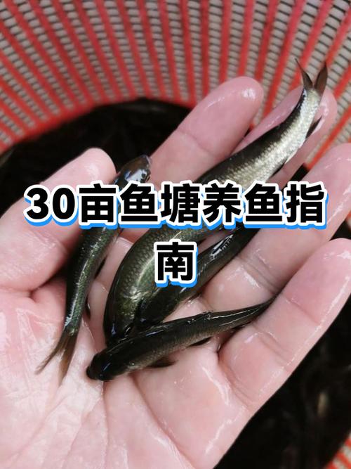 30缸可以养多少鱼游戏截图