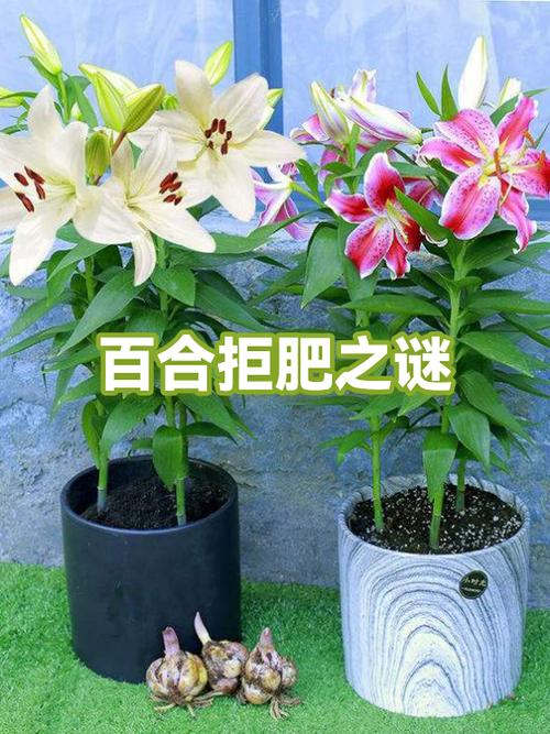 百合女人不老秘密的隐喻和解读
