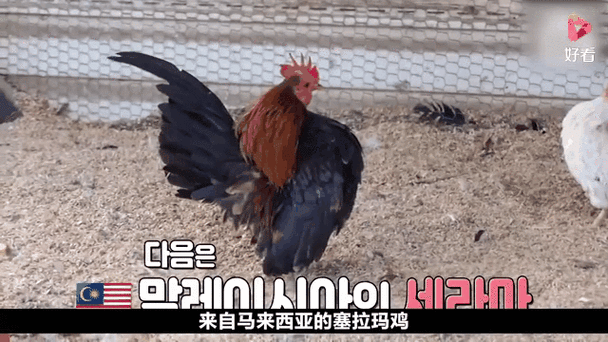 奇葩养鸡缩略图