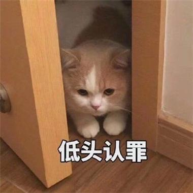 哄老婆表情包游戏截图