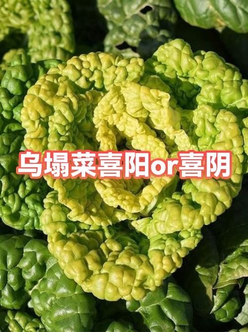 苜蓿喜阴还是喜阳缩略图