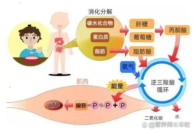 人体的能量来源缩略图