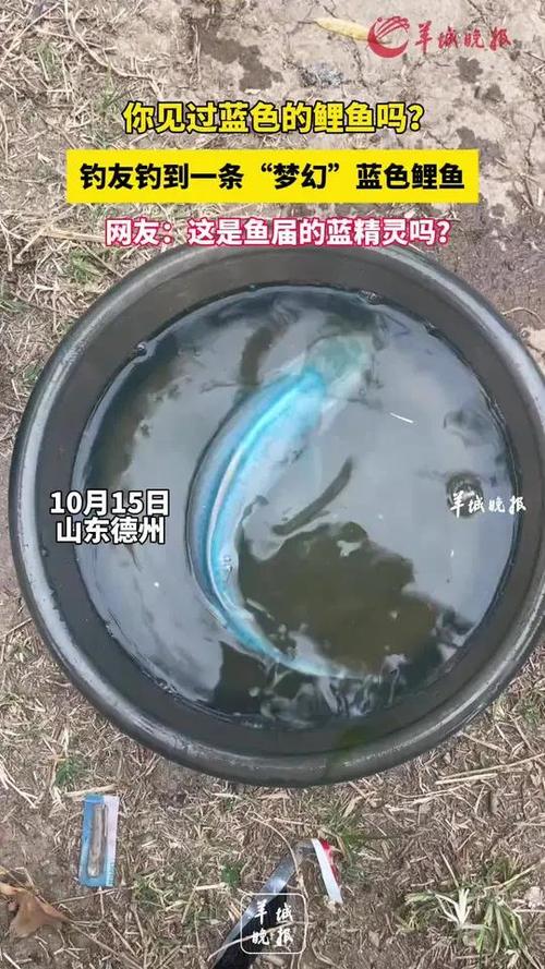 蓝衣锦鲤缩略图