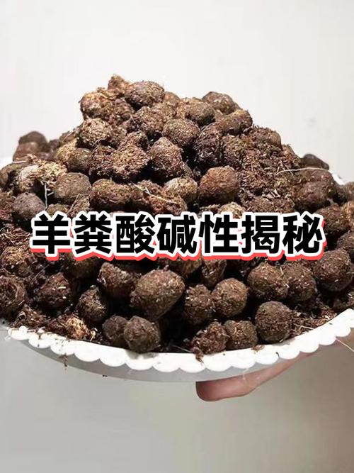 羊吐粪是什么病啊缩略图
