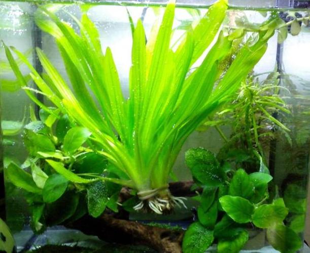 锦鲤喜欢什么水草植物缩略图