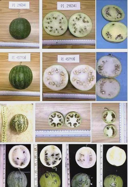 西瓜的起源和历史缩略图