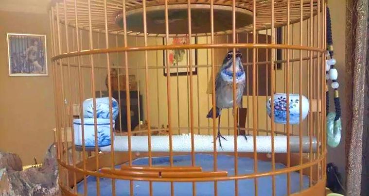 靛颏鸟晚上为啥要闹笼游戏截图