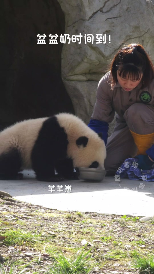 崽和仔哪个是儿子的意思游戏截图