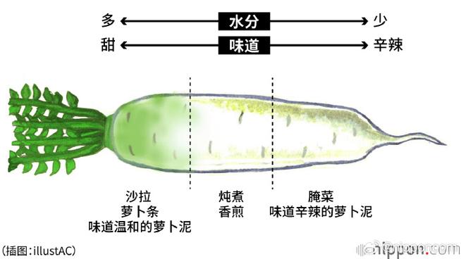 萝卜的来源和历史缩略图