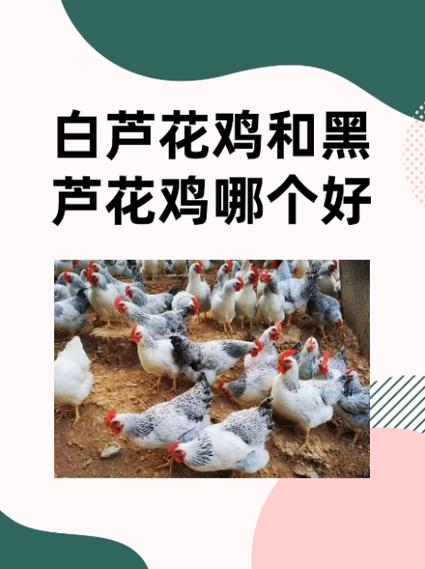芦花鸡有几个品种游戏截图
