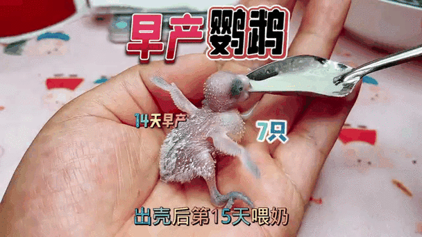 虎皮鹦鹉饲养缩略图