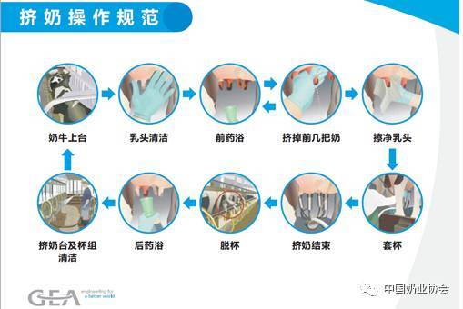 挤牛奶的步骤缩略图