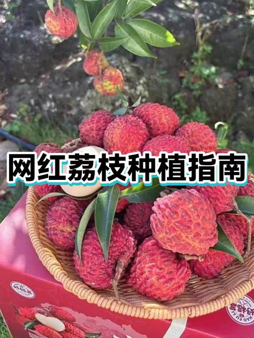 网红荔枝缩略图