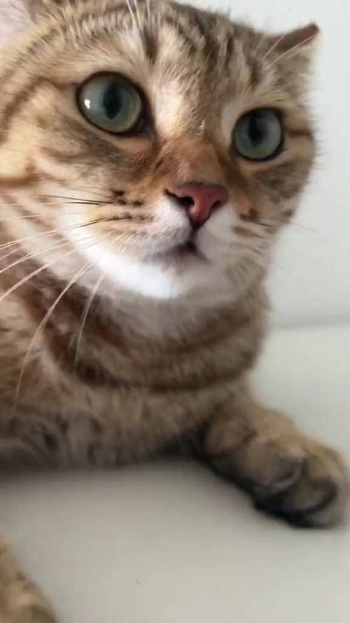 叫猫咪过来的猫叫声 mp3缩略图