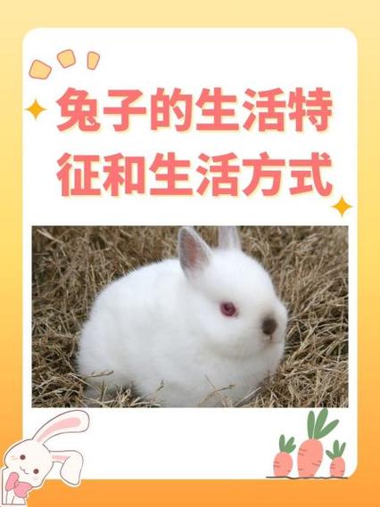 兔子的生活特征缩略图