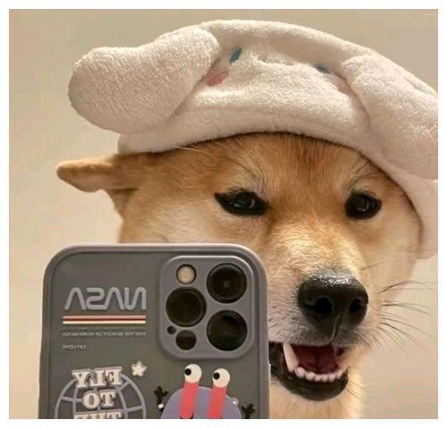 狗狗自拍照搞笑图片游戏截图