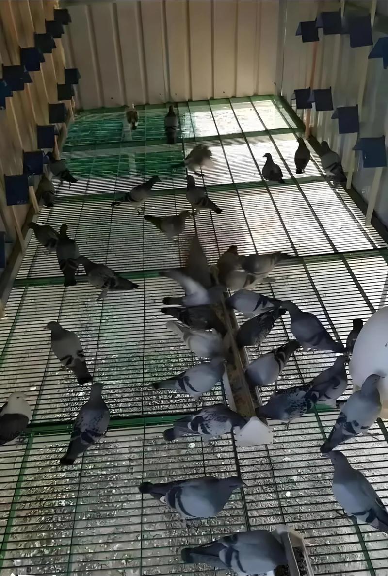 鸽子销售渠道怎么找游戏截图