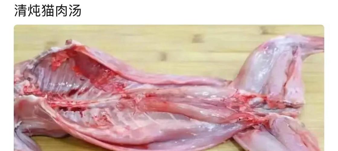 猫肉最好吃的做法游戏截图
