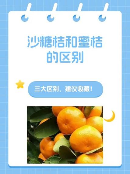蜜桔和沙糖桔的区别缩略图
