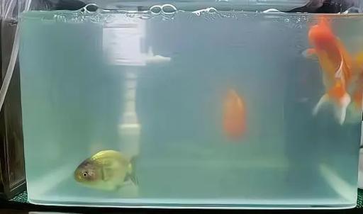 锦鲤鱼缸水浑浊怎么办缩略图