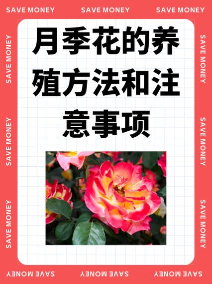 月季养殖方法与技巧缩略图
