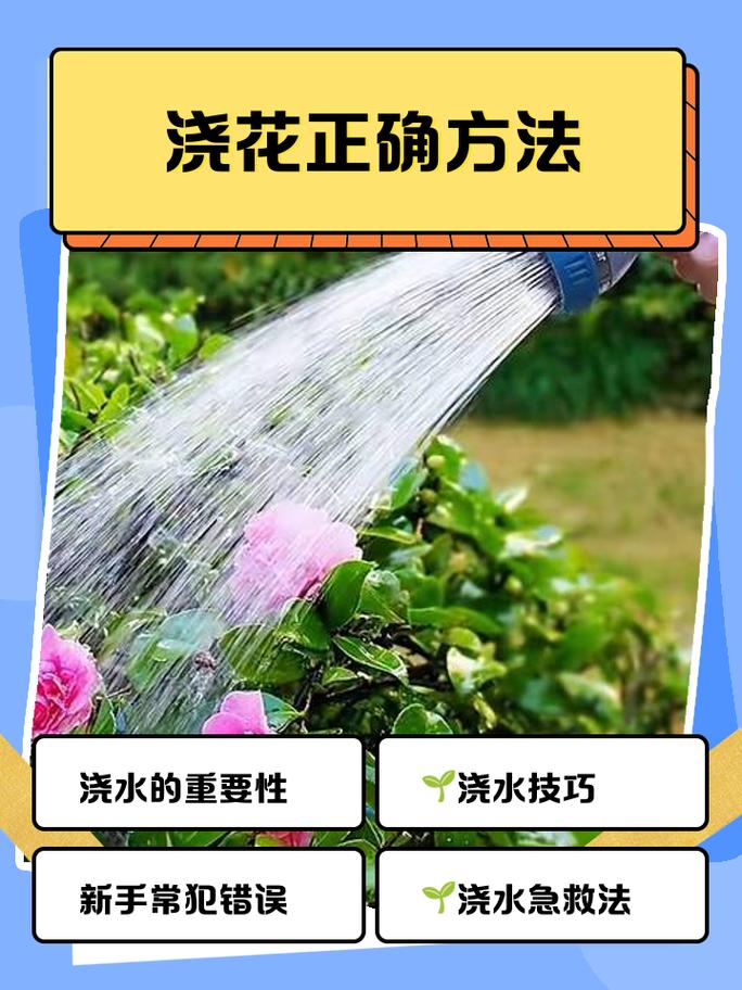 家庭厨房刷锅水能不能浇花缩略图