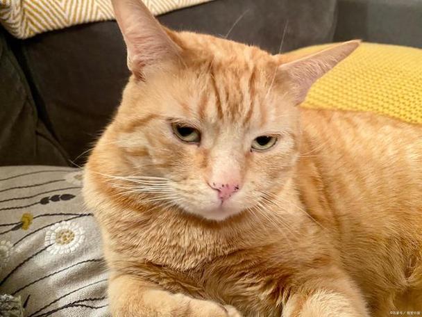 橘猫的优点和缺点图标