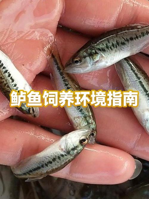 孕妇可以吃鲈鱼吗游戏截图