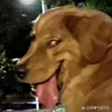 狗狗坏笑表情包图标
