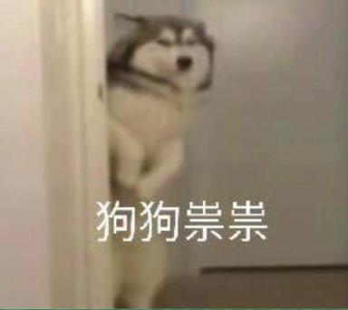 狗狗祟祟表情包缩略图