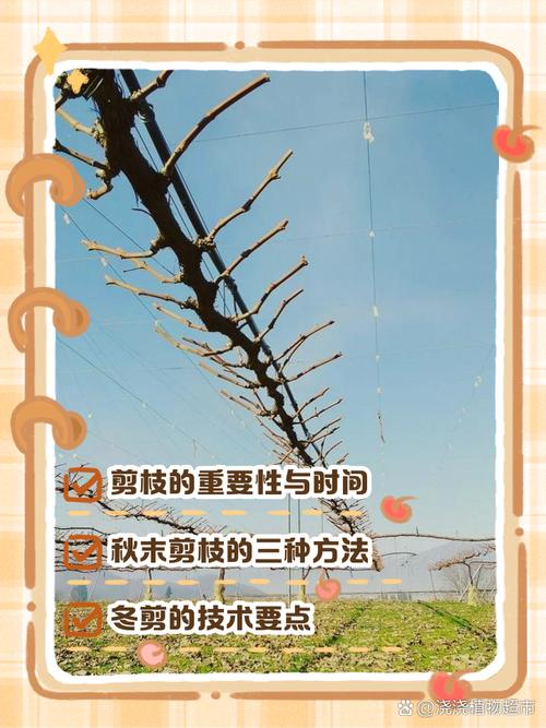 葡萄树修剪方法缩略图