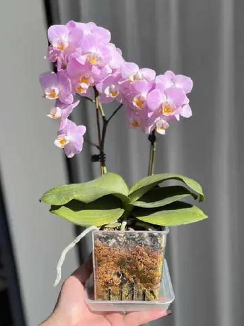 蝴蝶兰专用花盆缩略图