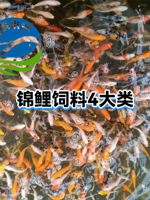 十大锦鲤饲料排行榜游戏截图